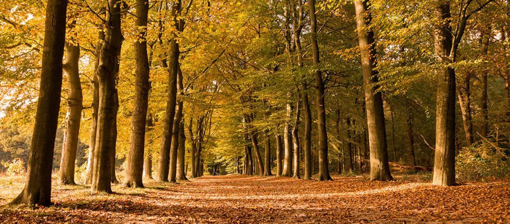 de Wandeling - Ingesmak.com