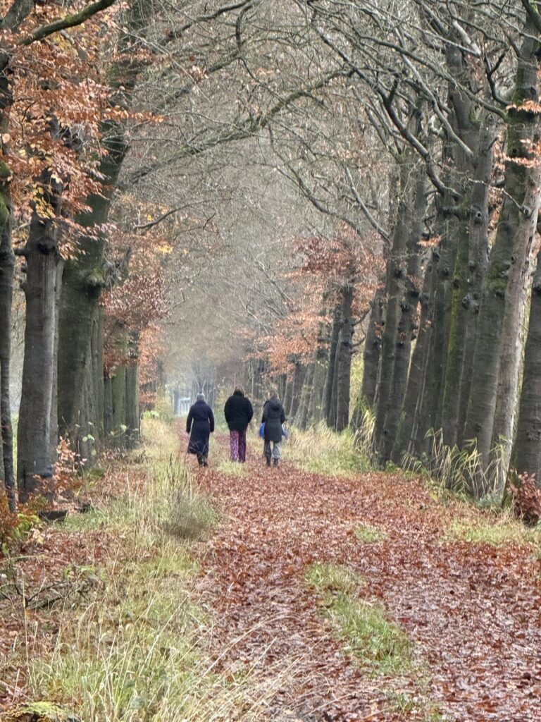 Wandeling door een beukenlaan in de herfst
